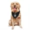 New York Knicks Bernard King Black  Dog & Cat Pet Bandana