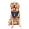 New York Knicks Boo Buie Navy  Dog & Cat Pet Bandana