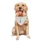 New York Knicks Boo Buie White  Dog & Cat Pet Bandana