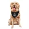 New York Knicks Feron Hunt Black  Dog & Cat Pet Bandana