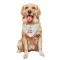 New York Knicks Jericho Sims White  Dog & Cat Pet Bandana