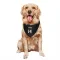 New York Knicks Moses Brown Black  Dog & Cat Pet Bandana