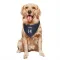 New York Knicks Moses Brown Navy  Dog & Cat Pet Bandana