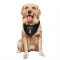 New York Knicks Tracy Mcgrady Black  Dog & Cat Pet Bandana